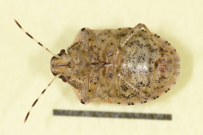 Pentatomidae: Holcostethus albipes della Croazia